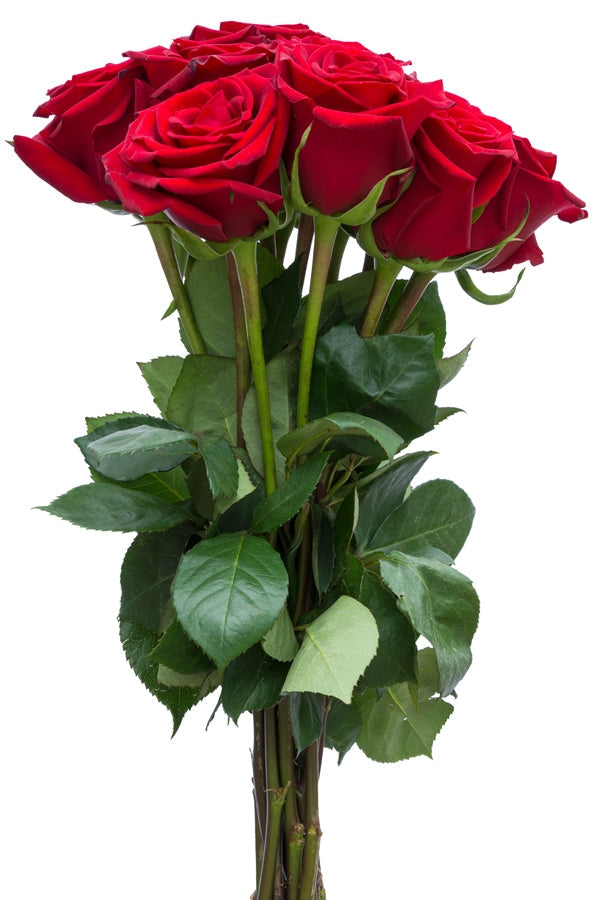 Classic Red Roses