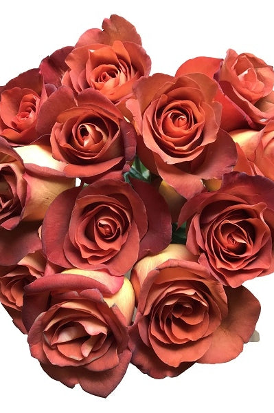 Coffee Break Roses