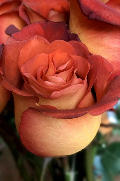 Coffee Break Rose