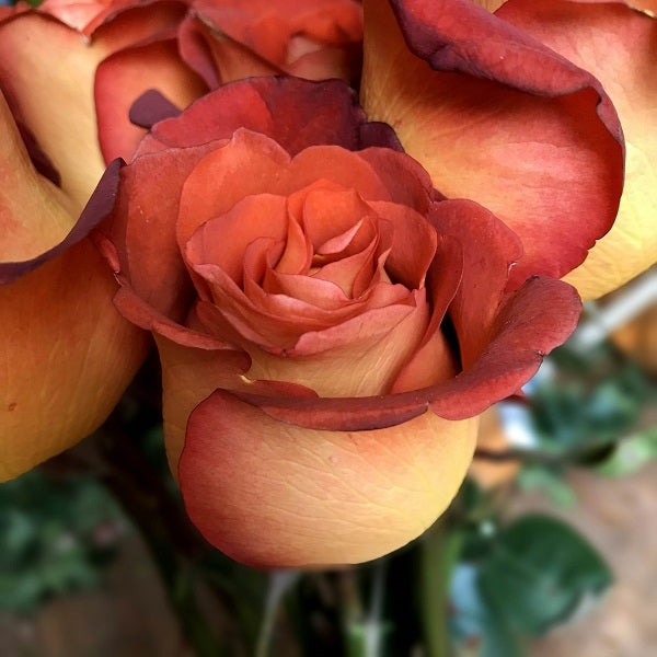 Coffee Break Rose