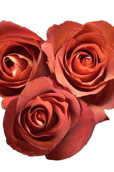 3 Coffee Break Roses