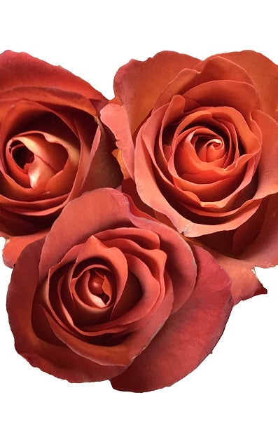 3 Coffee Break Roses