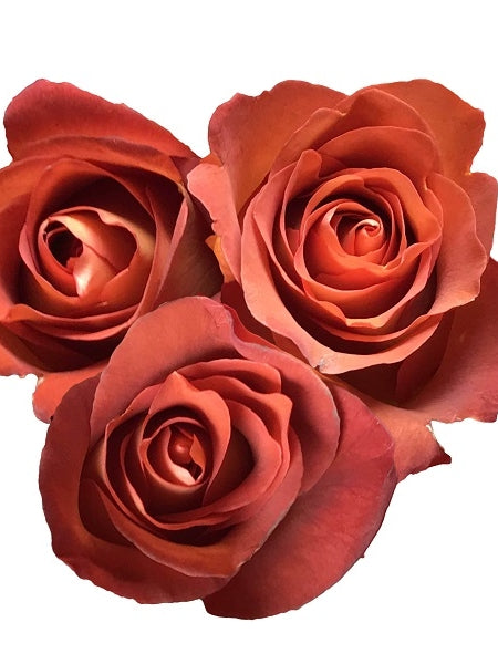 3 Coffee Break Roses