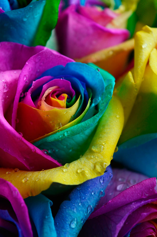 Rainbow Roses
