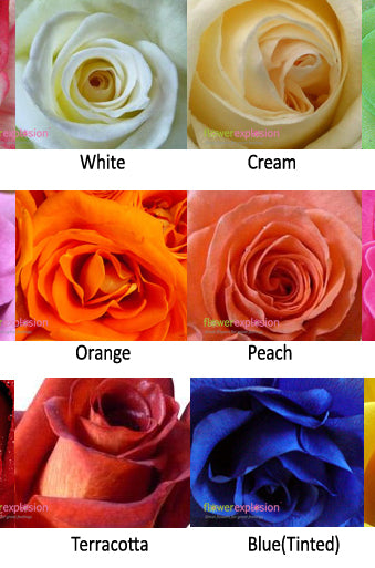 Colors of the Roses