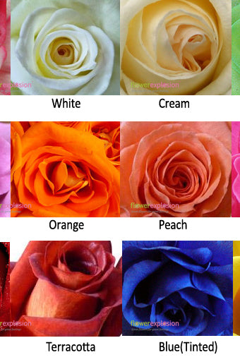 Colors of Roses