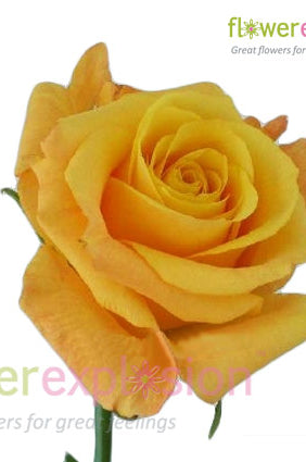 Conga Yellow Rose
