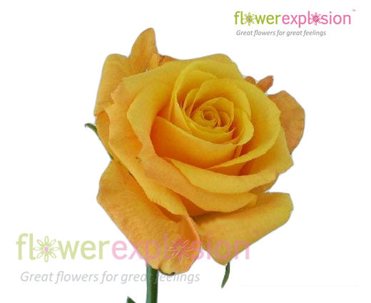 Conga Yellow Rose