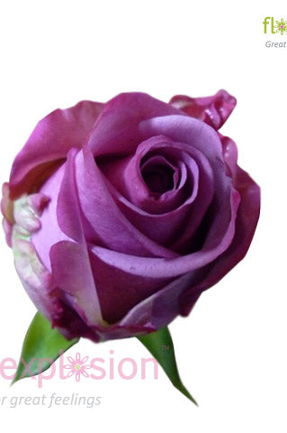 Cool Water Lavender Rose