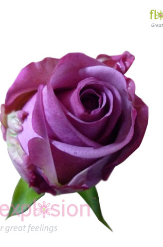Cool Water Lavender Rose