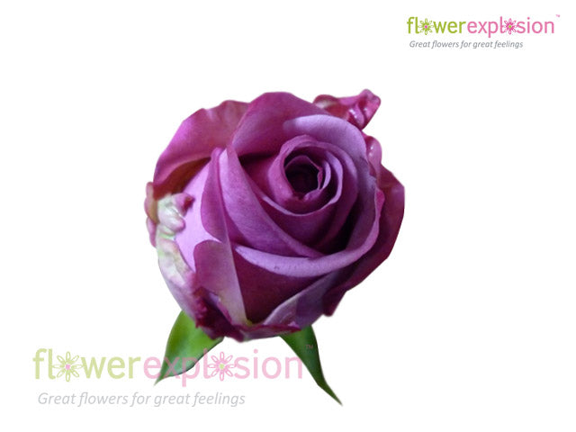 Cool Water Lavender Rose