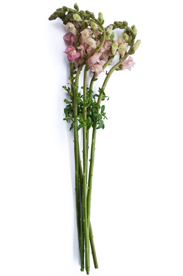 Light Pink Snapdragons