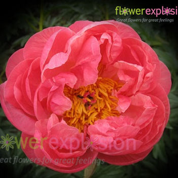 Coral Charm Peony