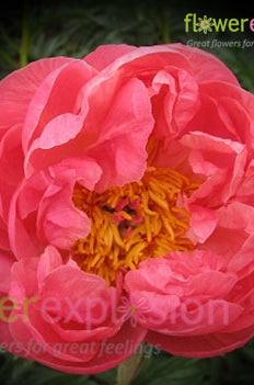 Coral Charm Peony