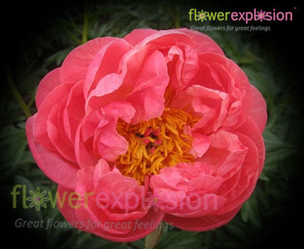 Coral Charm Peony
