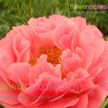 Coral Sunset Peony