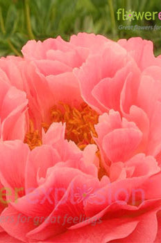 Coral Sunset Peony