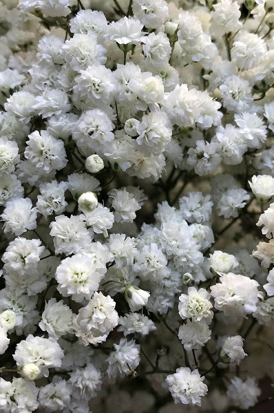 cosmic gypsophila