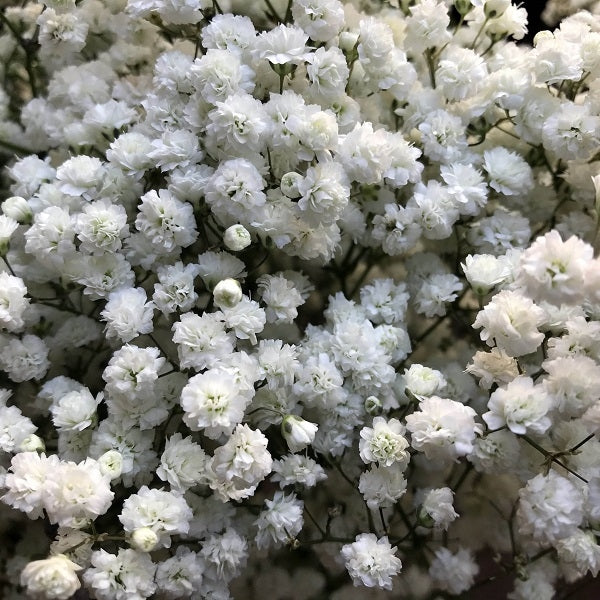 cosmic gypsophila
