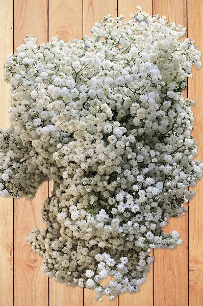 cosmic baby's breath