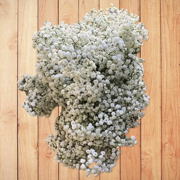 cosmic baby's breath