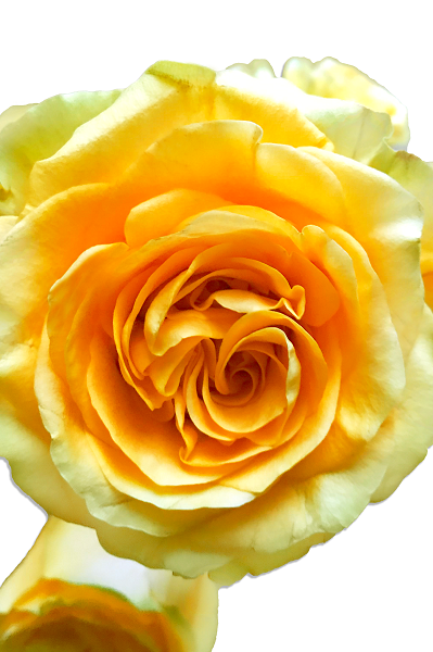 Country Sun Close Up