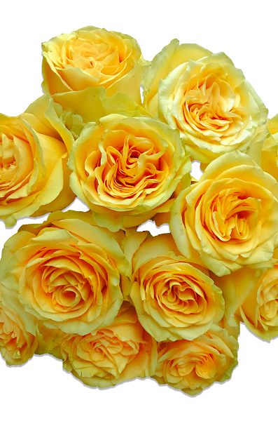 Country Sun Roses