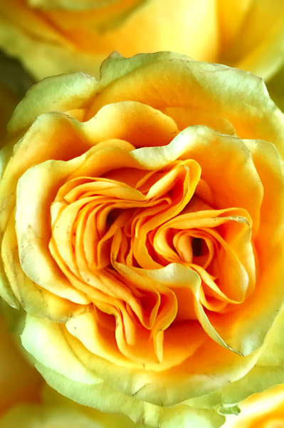 Country Sun Yellow Garden Rose