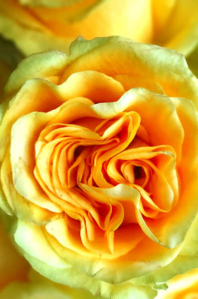 Country Sun Yellow Garden Rose