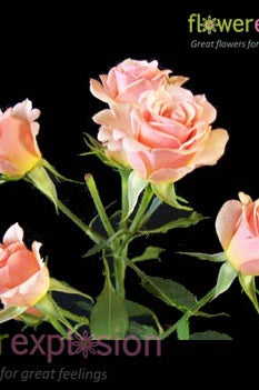 Cream & Light Pink Spray Roses