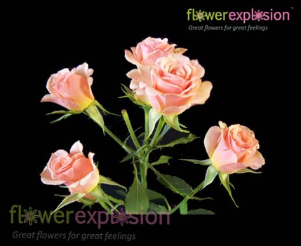 Cream & Light Pink Spray Roses