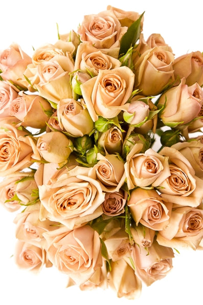 Cream Spray Rose Bouquet