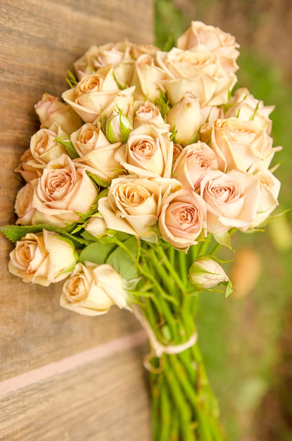 Cream Spray Roses