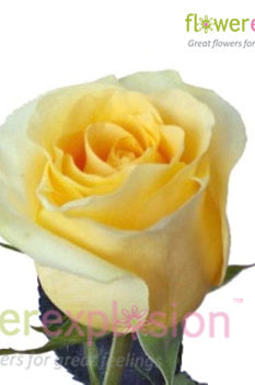 Creme de la Creme Rose