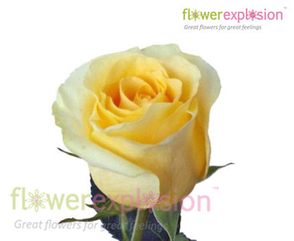 Creme de la Creme Rose