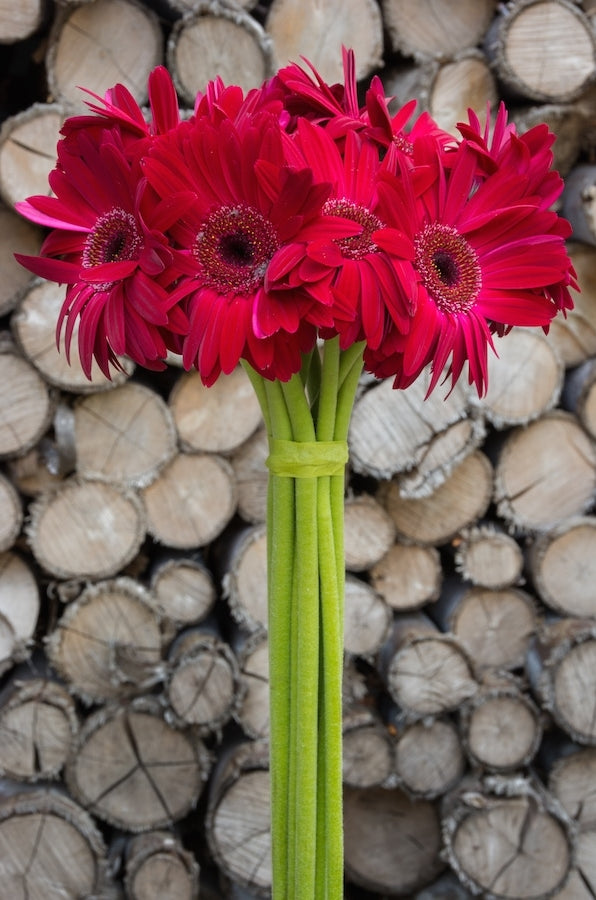 Dark Pink Daisies