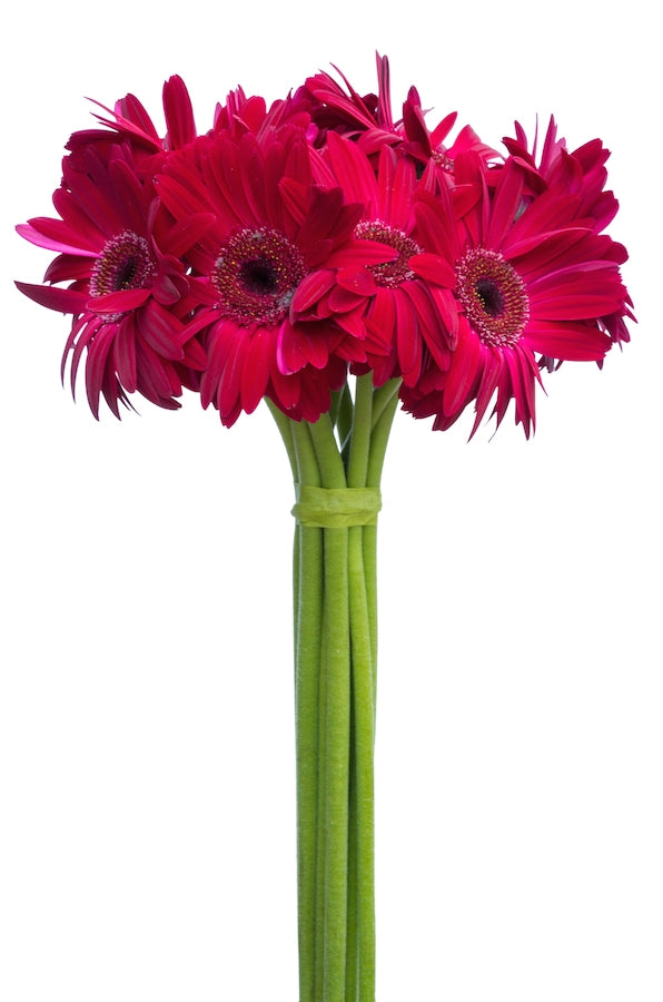 Dark Pink Gerberas