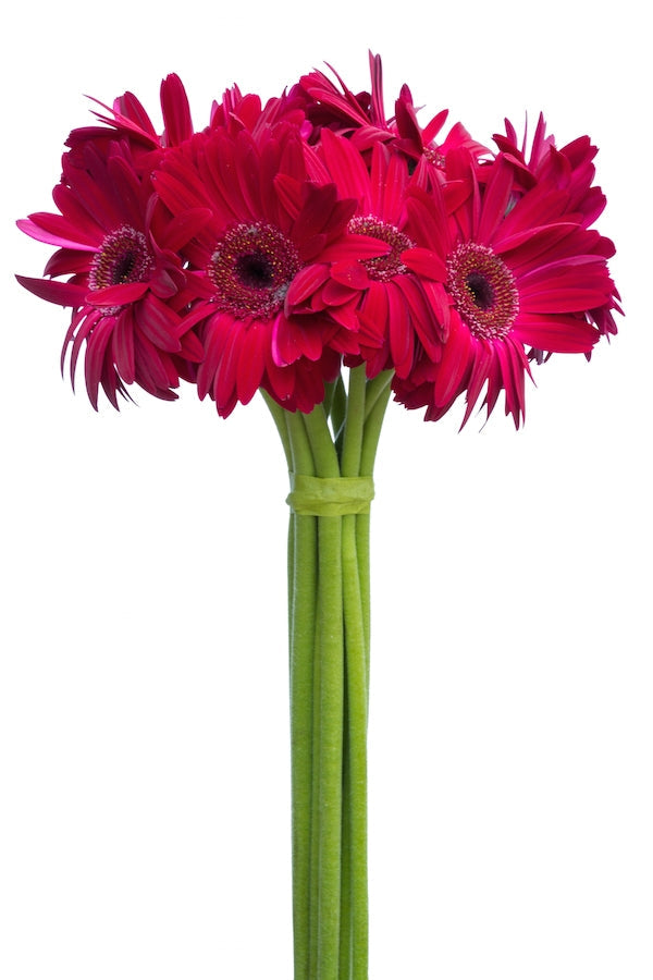 Dark Pink Gerberas