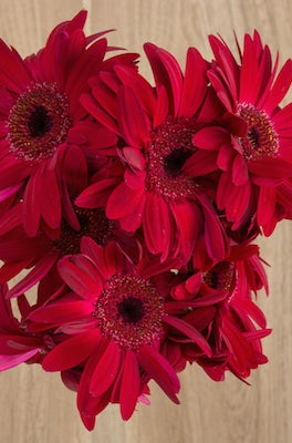 Dark Pink Gerberas Bouquet