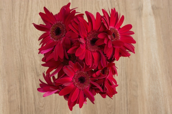 Dark Pink Gerberas Bouquet