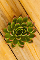 Desert Queen Succulent