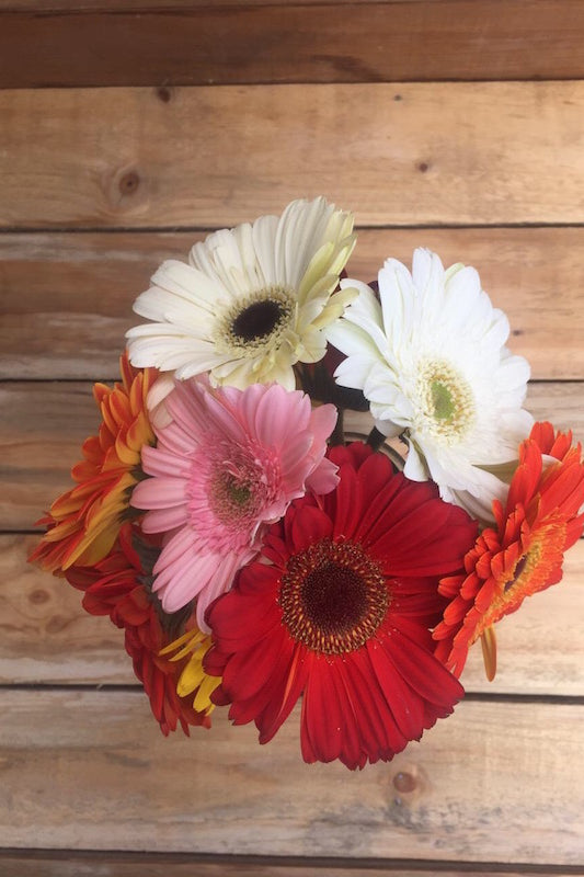 Devoted - Gerbera Daisies Bouquet