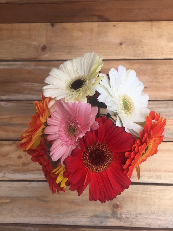 Devoted - Gerbera Daisies Bouquet