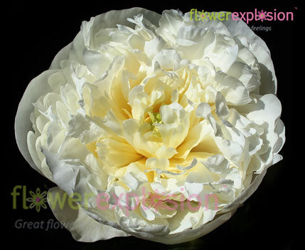 Duchesse de Nemours Peony