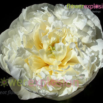 Duchesse de Nemours Peony