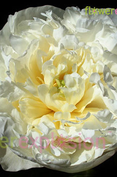 Duchesse de Nemours Peony