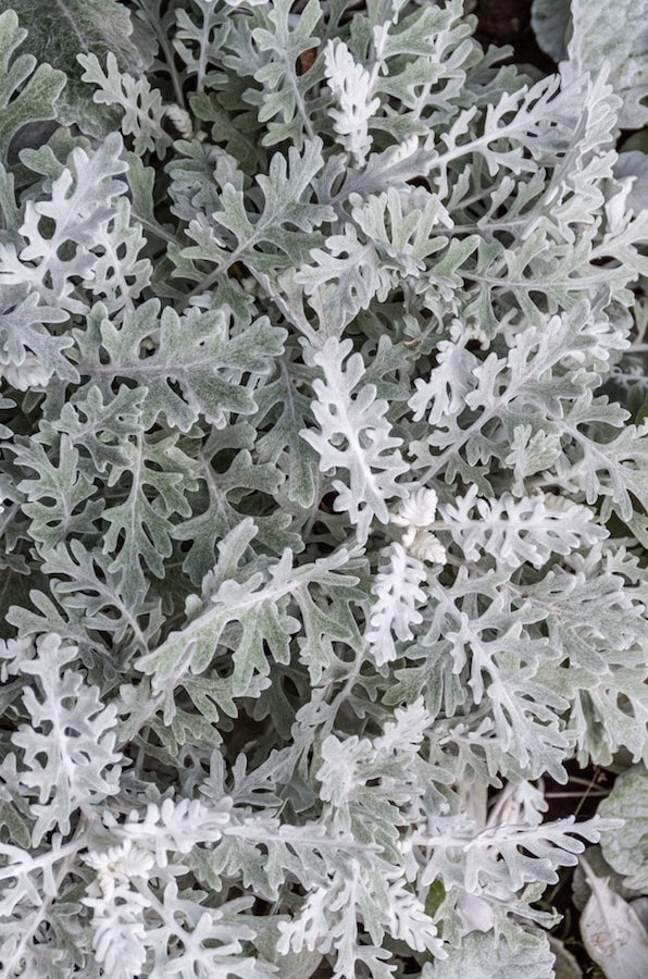Dusty Miller Curly Leaf