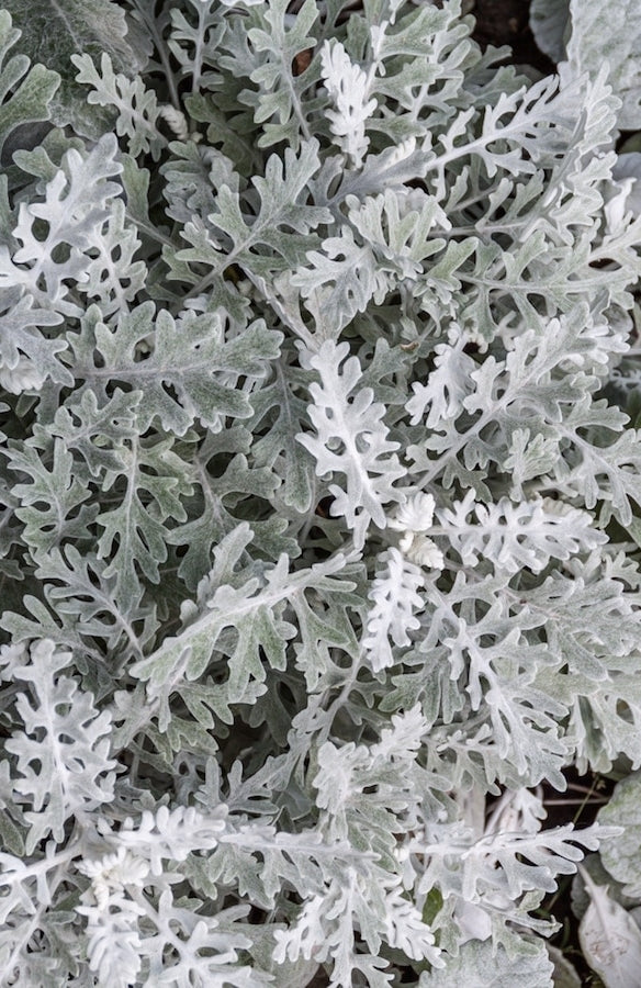 Dusty Miller Curly Leaf