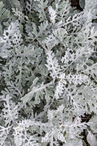 Dusty Miller Curly Leaf