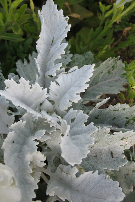 Dusty Miller Flat Leaf